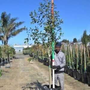 Syzygium guineense 125ltSyzygium guineense 125lt Syzygium guineense 125lt