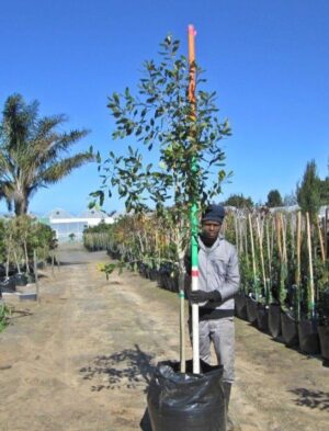 Syzygium guineense 125lt