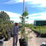 Yellowwood 125lt (Afrocarpus Falcatus) Podocarpus syn. Afrocarpus falcatus (Outeniqua Yellowwood)