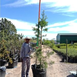 Yellowwood 125lt (Afrocarpus Falcatus) Podocarpus syn. Afrocarpus falcatus (Outeniqua Yellowwood) Yellowwood 125lt (Afrocarpus Falcatus) Podocarpus syn. Afrocarpus falcatus (Outeniqua Yellowwood)