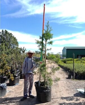 Yellowwood 125lt (Afrocarpus Falcatus) Podocarpus syn. Afrocarpus falcatus (Outeniqua Yellowwood)