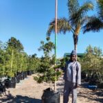 Ilex mitis 125lt Cape Holly