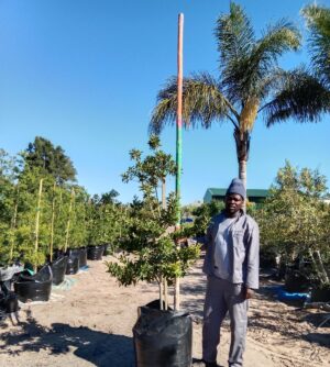 Ilex mitis 125lt Cape Holly