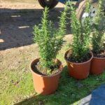 Rosemary Tuscan Blue 22cm Pot