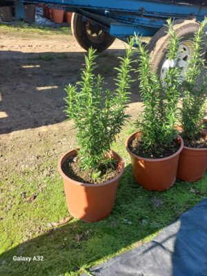 Rosemary Tuscan Blue 22cm Pot
