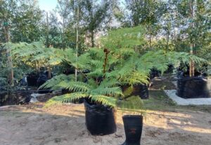 Cyathea Australis Fern 60lt