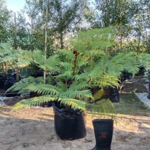 Cyathea Australis Fern 60lt Cyathea Australis Fern 60lt