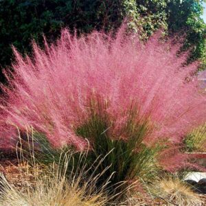 Muhlenbergia Capillaris (Pink Muhly Grass) 14cm Pot