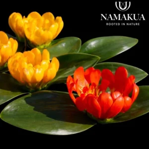 Daubenya Bulbs Common Name: Jewel of the desert Daubenya Bulbs Common Name: Jewel of the desert