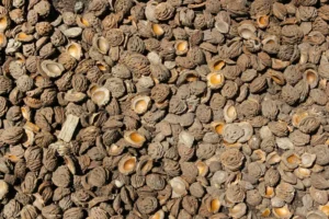 Peach Pips 30dm