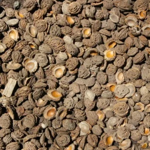 Peach Pips 30dm