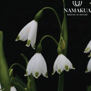 Leucojum aestivum 'Bridesmaid' Bulbs Common Name: Snowflake Plant, Bridesmaid Plant Leucojum aestivum 'Bridesmaid' Bulbs Common Name: Snowflake Plant, Bridesmaid Plant