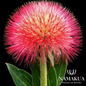Scadoxus multiflorus Bulbs Common Name: Katharine wheel, Christmas lily, or blood lily