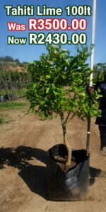 Tahiti lime tree 100lt on sale at www.clicknplant.co.za A nursery near me