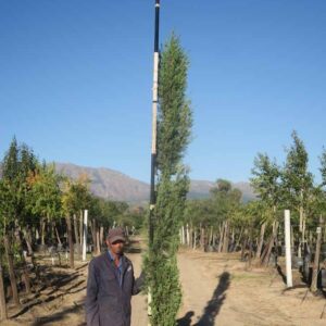 Cupressus Sempervirens Stricta 100lt