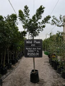 Wild Plum Tree on sale at www.clicknplant.co.za A nursery near me