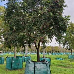 Syzygium Paniculatum 2000lt (Eugenia) Common Name: Australian Brush-cherry, Eugenia