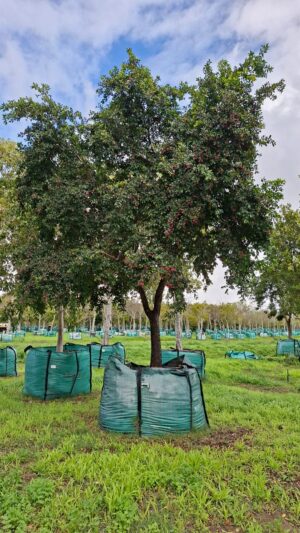 Syzygium Paniculatum 2000lt (Eugenia) Common Name: Australian Brush-cherry, Eugenia
