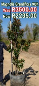 Magnolia Grandiflora on sale at www.clicknplant.co.za A nursery near me