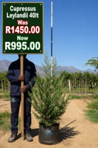 Cupressus Leylandii on sale at www.clicknplant.co.za A nursery near me