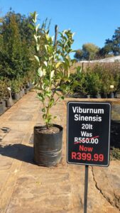 Viburnum Sinensis on sale at www.clicknplant.co.za A nursery near me
