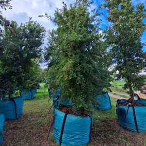 Syzygium Paniculatum 500lt (Eugenia) Common Name: Australian Brush-cherry, Eugenia