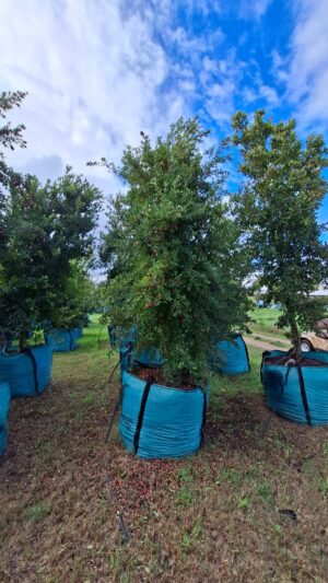 Syzygium Paniculatum 500lt (Eugenia) Common Name: Australian Brush-cherry, Eugenia