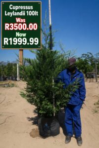 Cupressus Leylandii on sale at www.clicknplant.co.za A nursery near me