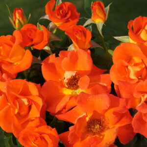 Afrikaans Rose 5lt