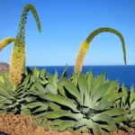 Agave Attenuata 250lt