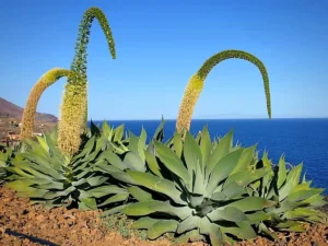 Agave Attenuata 250lt Agave Attenuata 250lt