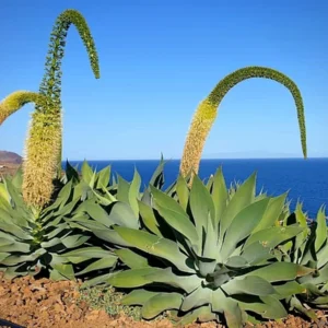 Agave Attenuata 250lt Agave Attenuata 250lt