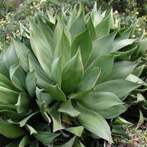 Agave Mitis 250lt Agave Mitis 250lt