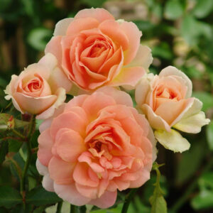 Amarula Profusion Rose 5lt