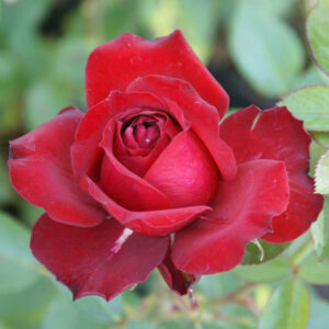 Annique Rose 5lt