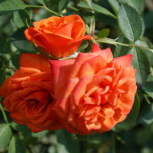 Midinette™ Roses