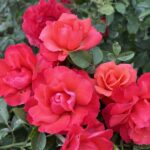 Balthasar Rose 5lt