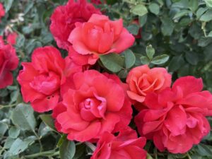 Balthasar Rose 5lt