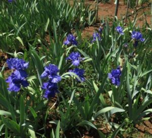 Bearded Iris Blueberry Bliss Bearded Iris Blueberry Bliss