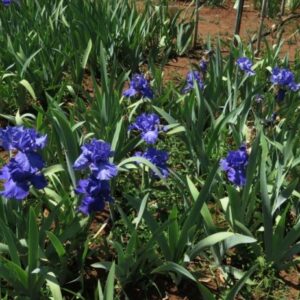Bearded Iris Blueberry Bliss Bearded Iris Blueberry Bliss