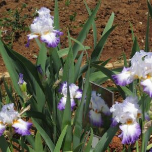 Bearded Iris Conjuration (5 awards) Bearded Iris Conjuration (5 awards)