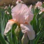 Bearded Iris Flamingo Lace