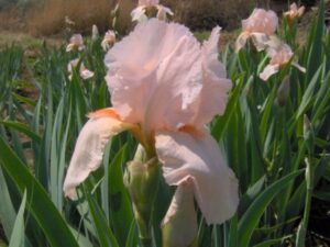 Bearded Iris Flamingo Lace Bearded Iris Flamingo Lace