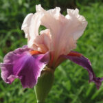 Bearded Iris Latin Lark