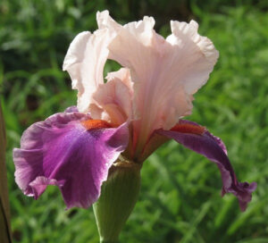 Bearded Iris Latin Lark Bearded Iris Latin Lark
