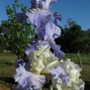 Bearded Iris Stairway to Heaven Bearded Iris Stairway to Heaven