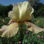 Bearded Iris Thornbird
