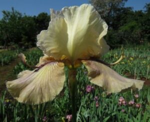 Bearded Iris Thornbird Bearded Iris Thornbird