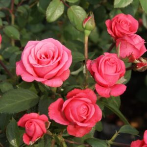Bella Rosa Rose 5lt