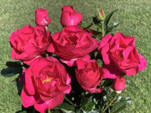 Blooms for Joy Rose 5lt